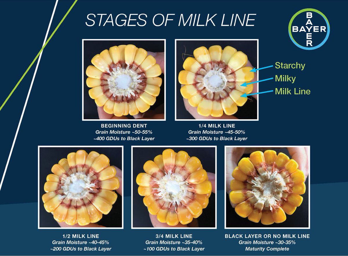 NicoleStecklein's tweet photo. It’s about that time…. Cow Chow time! Milkline is a great way to estimate timing. For horizontal storage, prefer 65-70% plant moisture, uprights 60-65%. At 1/2 to 2/3 milkline, whole plant moisture is around 60-70%. https://t.co/Gs8VHyI1zF
