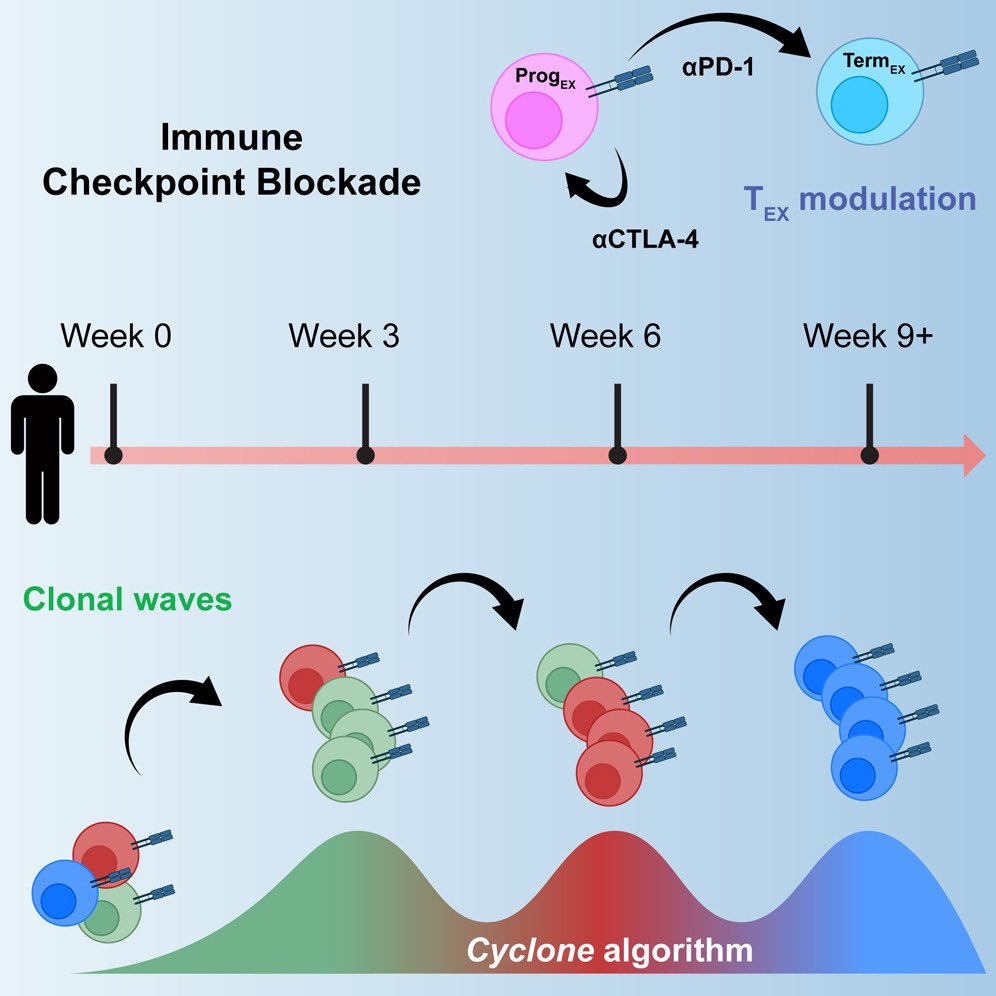 Dr. Patrick Hwu (@patrickhwumd) on Twitter photo #ScienceSaturday
The combination of anti-CTLA-4 and anti-PD-1 antibodies is FDA approved for the treatment of advanced #melanoma. How does this combination work mechanistically? In a recently published study in <a href="/Cancer_Cell/">Cancer Cell</a> using both single cell TCR and RNA sequencing, Wang #ScienceSaturday
The combination of anti-CTLA-4 and anti-PD-1 antibodies is FDA approved for the treatment of advanced #melanoma. How does this combination work mechanistically? In a recently published study in <a href="/Cancer_Cell/">Cancer Cell</a> using both single cell TCR and RNA sequencing, Wang