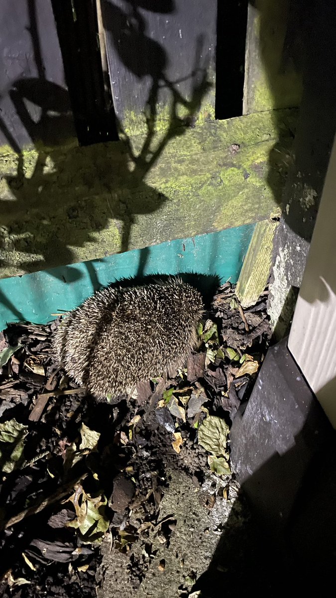 djg2703's tweet photo. Welcome visitors to my garden. Hadn’t seen one alive for years now a family come most nights ❤️ https://t.co/57le7OErRn