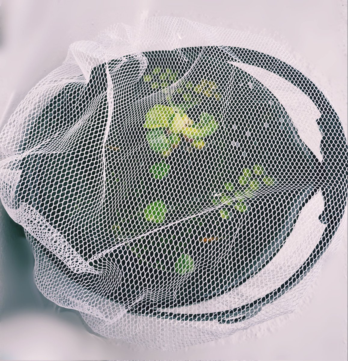 台風🌀のせいかメダカ🐠一匹にエビ🦐が3匹もバケツ🪣の外にダイブしたのでネット🥅かけておきました😌 