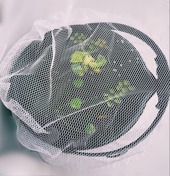 台風🌀のせいかメダカ🐠一匹にエビ🦐が3匹もバケツ🪣の外にダイブしたのでネット🥅かけておきました😌 