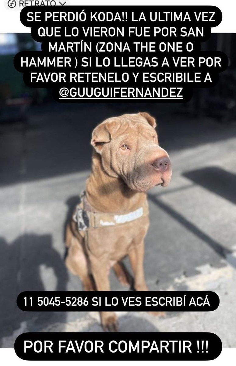 YulaGiaco's tweet photo. DIFUNDIR POR FAVOR SE PERDIÓ KODA POR SAN MARTÍN https://t.co/g4ZDTFk5DE