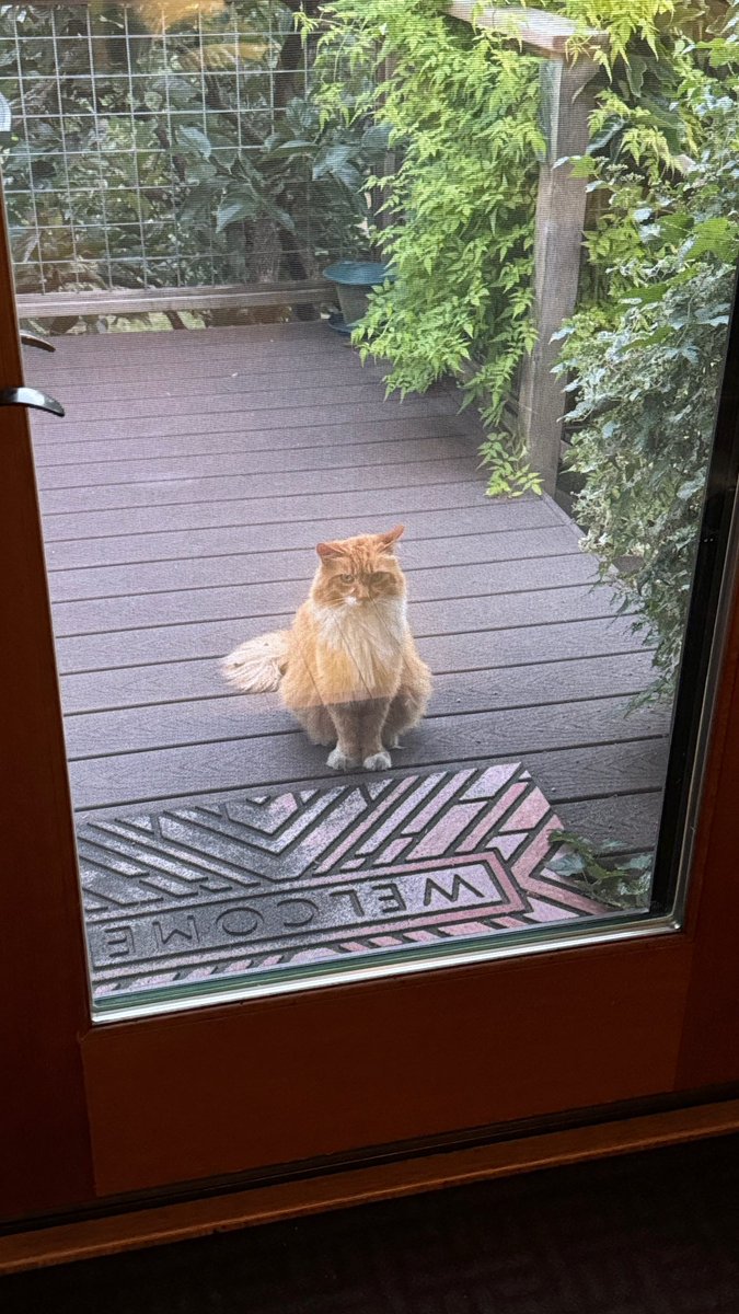 My Airbnb’s cat has been waiting for me when I come back from my shifts on trauma service this week, I think my dog back home won’t be happy that Sub-I season is slowly turning me into a cat person (I let him in of course)