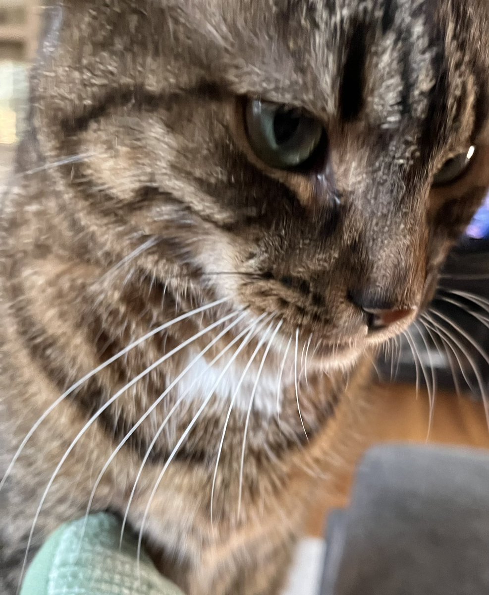 joslewis's tweet photo. I wanted to see how long I’d survive in “A Quiet Place” and I counted 8 times in 10 minutes that I would’ve been eaten by aliens because of my cat 🐱🙄. #aquietplacedayone #thanksRocky https://t.co/TfJbN1RMd9