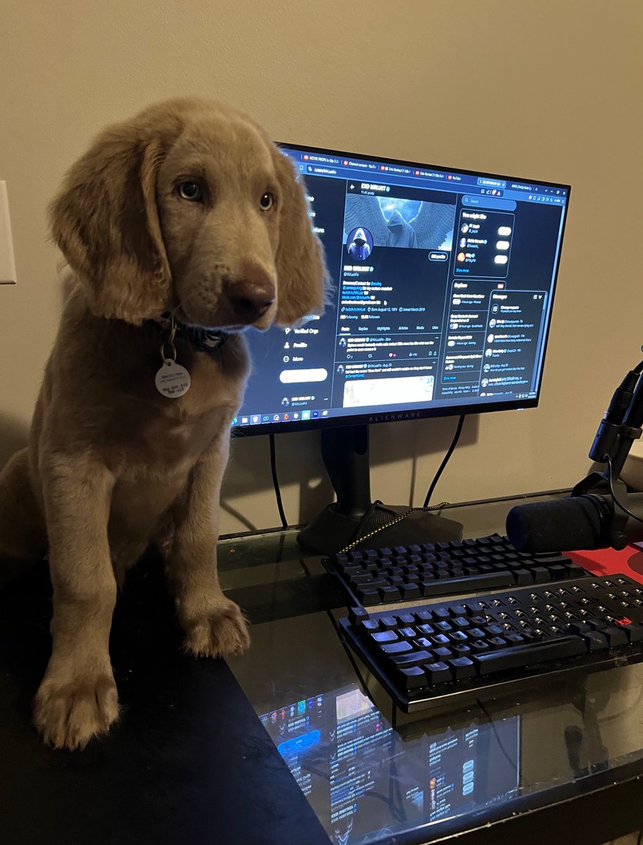 MrLustFn's tweet photo. Training the new puppy to be the #n1 female player right now https://t.co/Hd7TunEyeo