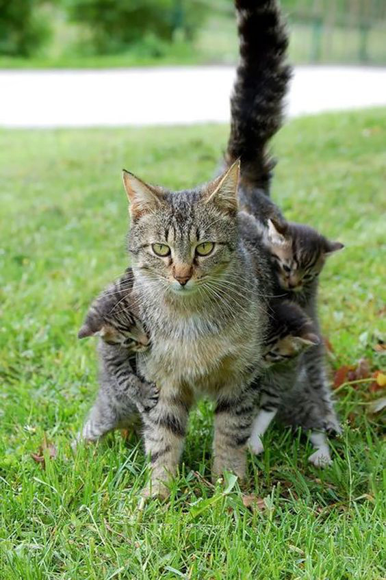 GENTLECAT tweet media
