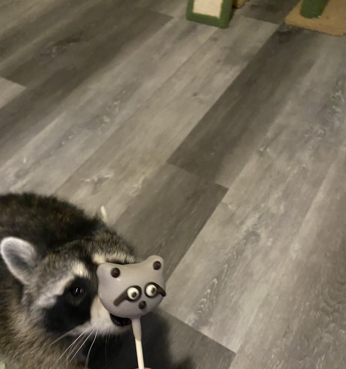 thedynamiccatt1's tweet photo. when mom said @Starbucks made a cake pop after us, we didn’t believe her. 10/10 though. 
#raccoons #raccoon https://t.co/PIglSbBOTw