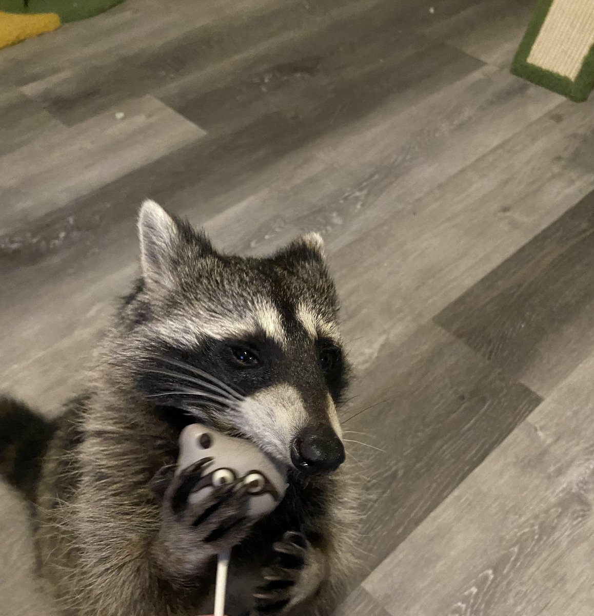 thedynamiccatt1's tweet photo. when mom said @Starbucks made a cake pop after us, we didn’t believe her. 10/10 though. 
#raccoons #raccoon https://t.co/PIglSbBOTw