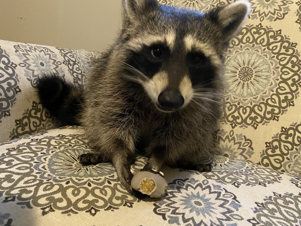 when mom said <a href="/Starbucks/">Starbucks</a> made a cake pop after us, we didn’t believe her. 10/10 though. 
#raccoons #raccoon