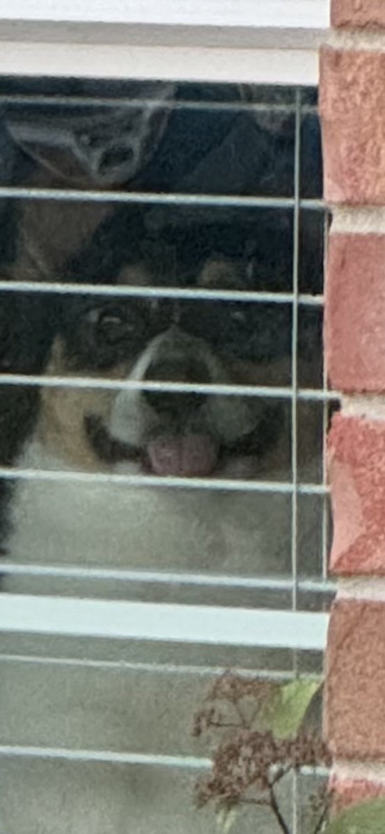DelzakTV's tweet photo. Apollo was a little excited to see my girlfriend when she got home today. https://t.co/HzBIdthgeH
