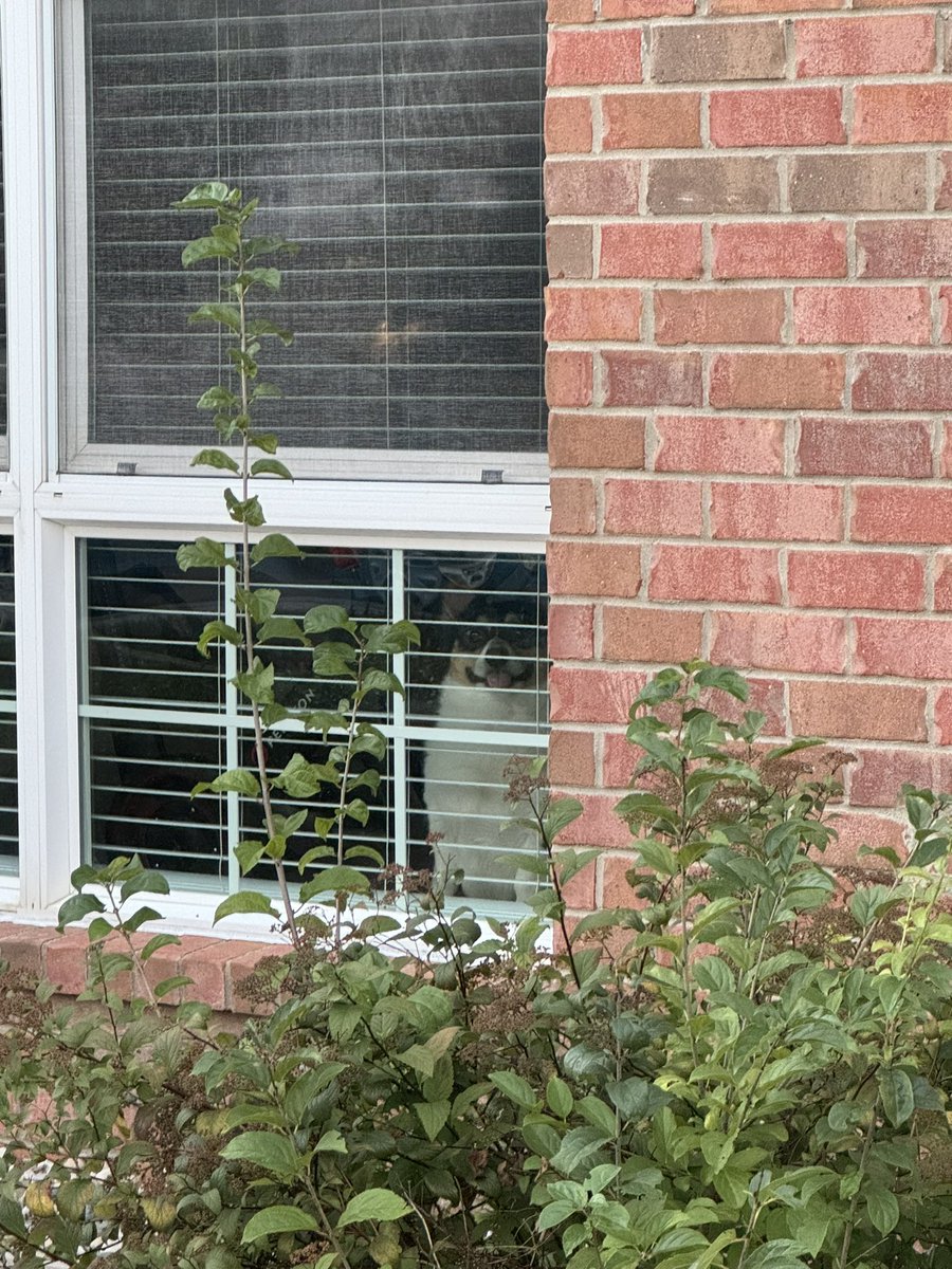 DelzakTV's tweet photo. Apollo was a little excited to see my girlfriend when she got home today. https://t.co/HzBIdthgeH