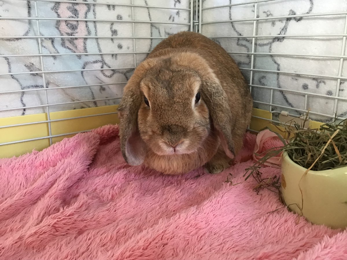 今日は定期検診に来ました。元気は良いけど、少し食欲不振なので院長先生に診てもらいます🐰