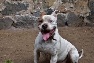 DerechoAnimalLM's tweet photo. Seguime y Te Sigo Características especiales del Pitbull Terrier Americano https://t.co/CCODtPSkPu https://t.co/dnjGmz8zQ2