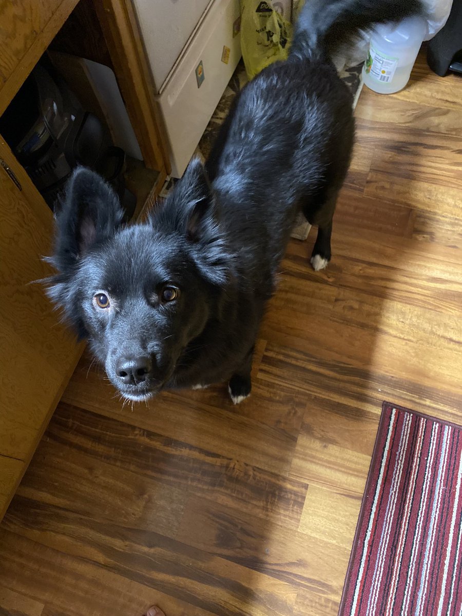 BubbaGump97's tweet photo. RIP Bear September 11 2020~ August 31 2024 https://t.co/2Nhfr2JRS6