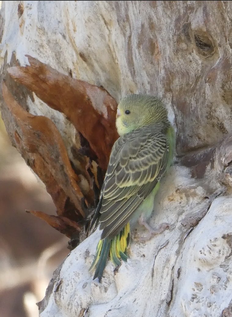 A bit of a revelation for me on the recent, epic, outback Larapinta trek, were the budgies. They are these playful flashes of brilliant green; uplifting during exhausting days. I'd never thought of them as native. Now, I reckon they are mighty little Aussies. Green n Gold!