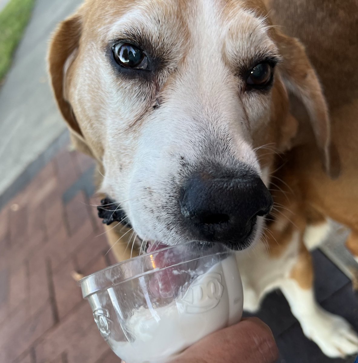 HoundDogLove1's tweet photo. Everyone got to enjoy a Gotcha Day Treat! Even the hoomans! #diaryqueen #beaglelife #beagle #icecream #gotchaday #rescue https://t.co/oHjNLgrNFw