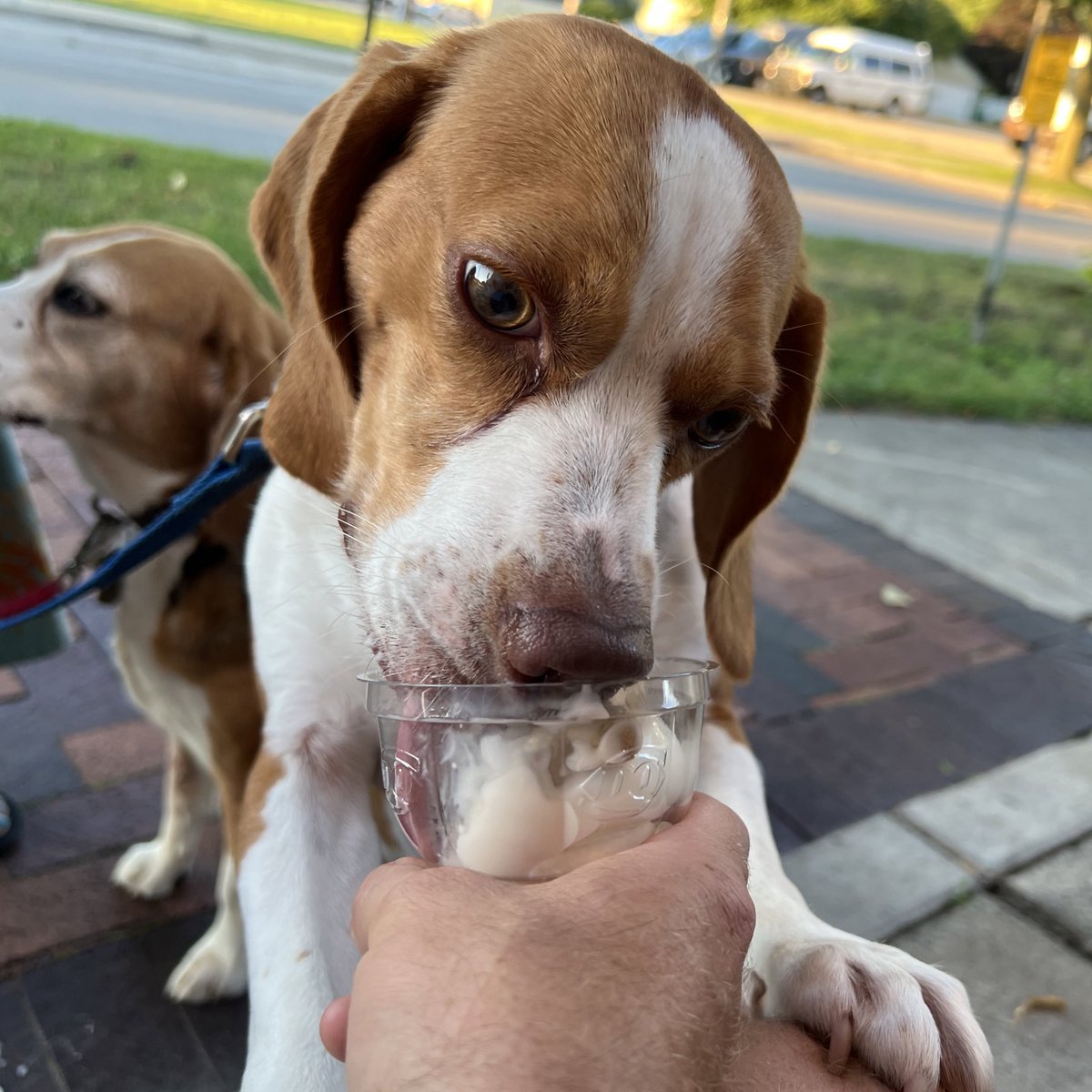 HoundDogLove1's tweet photo. Everyone got to enjoy a Gotcha Day Treat! Even the hoomans! #diaryqueen #beaglelife #beagle #icecream #gotchaday #rescue https://t.co/oHjNLgrNFw