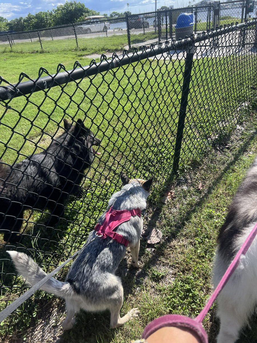 SeanceMermaid's tweet photo. Looking for an amazing dog friendly beach in Tampa Florida! Upscale and very clean , you will find Davis Island Dog Beach! Includes a beautiful dog beach enclosed ! And an extra park without the water access. Very friendly community and well behaved pets. #tampa #dogfriendlytampa https://t.co/1UWKc1nhrv