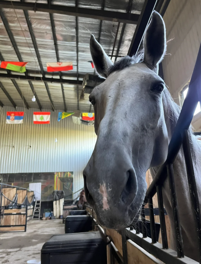 I'm going to play with my horse before I go out. I'm not jumping today so I can give him a day off.