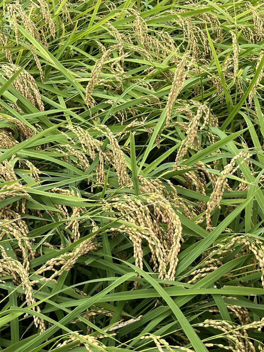 今年も秋がやって来た😄