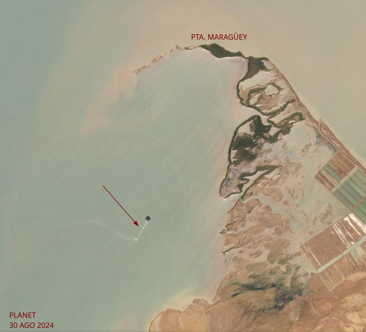 diodon histrix tweet media