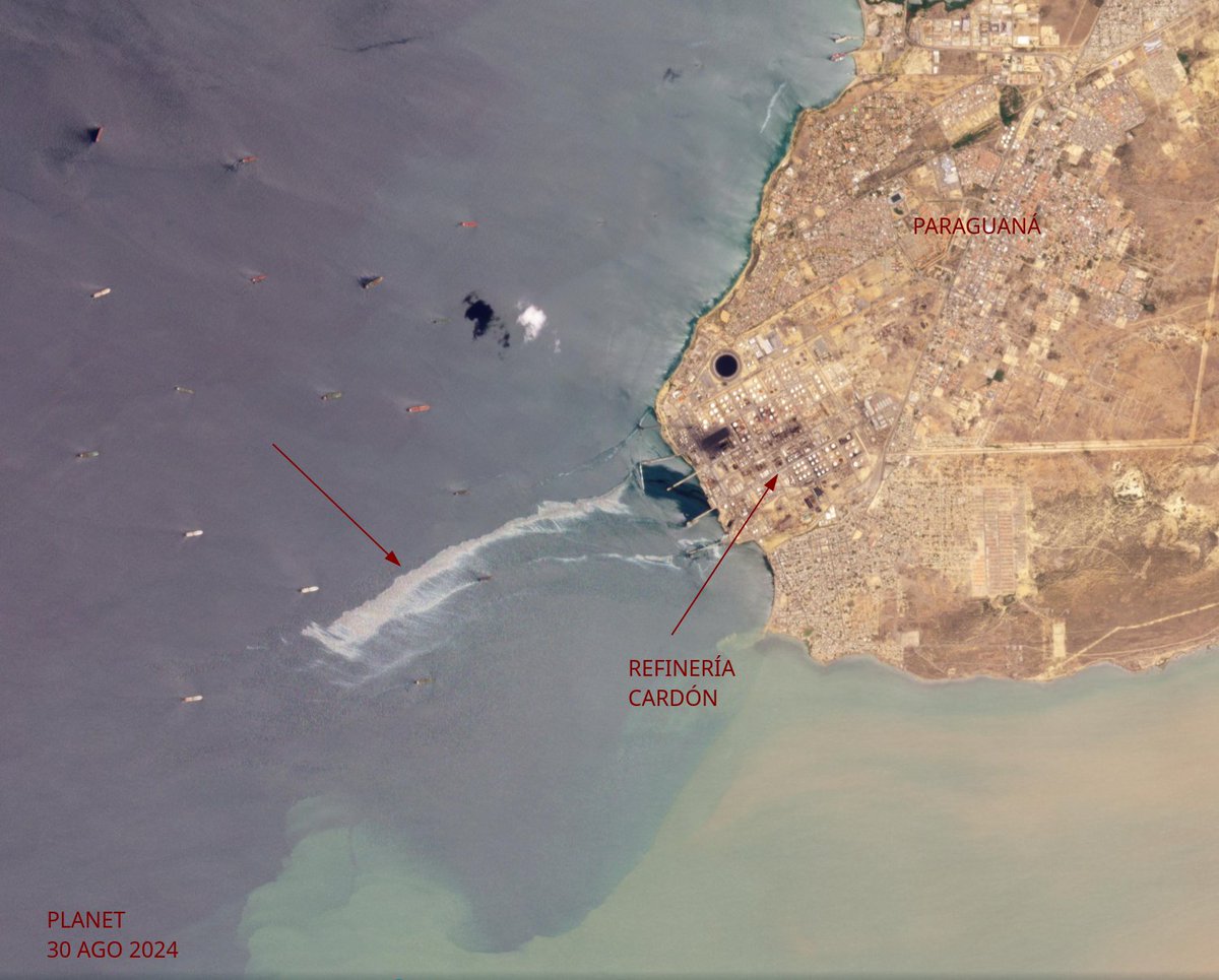 diodon histrix tweet media