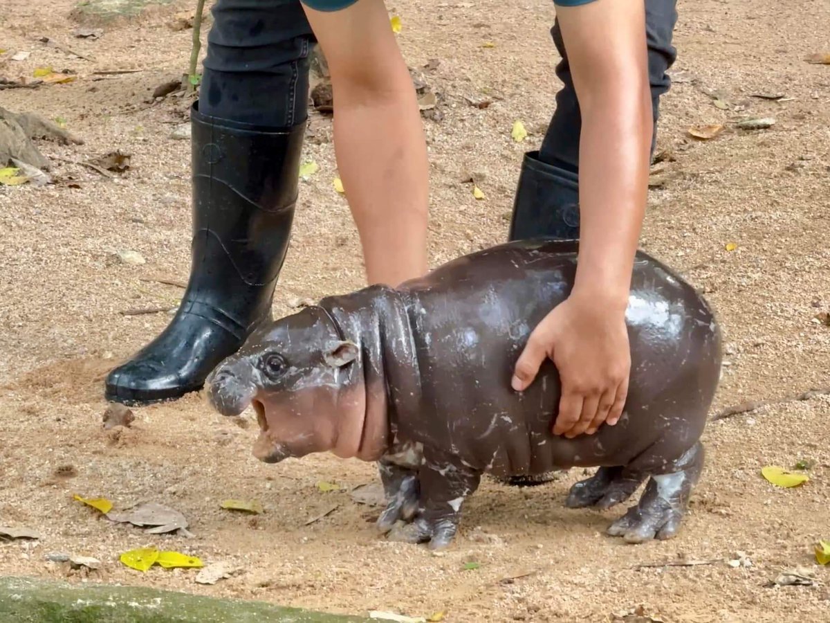 KhaokheowZoo's tweet photo. รูปภาพที่มีเสียง…อย่ามาจับ 🤣🤣
.
#เทรนด์วันนี้ 
#ที่เป็นกระแส 
#น้องหมูเด้ง
#สมาชิกใหม่
#ลูกฮิปโปโปแคระ
#Khaokheowopenzoo
#PygmyHippopotamus 
#Hippo
#สวนสัตว์เปิดเขาเขียว #ชลบุรี https://t.co/YtzfI3yrPH