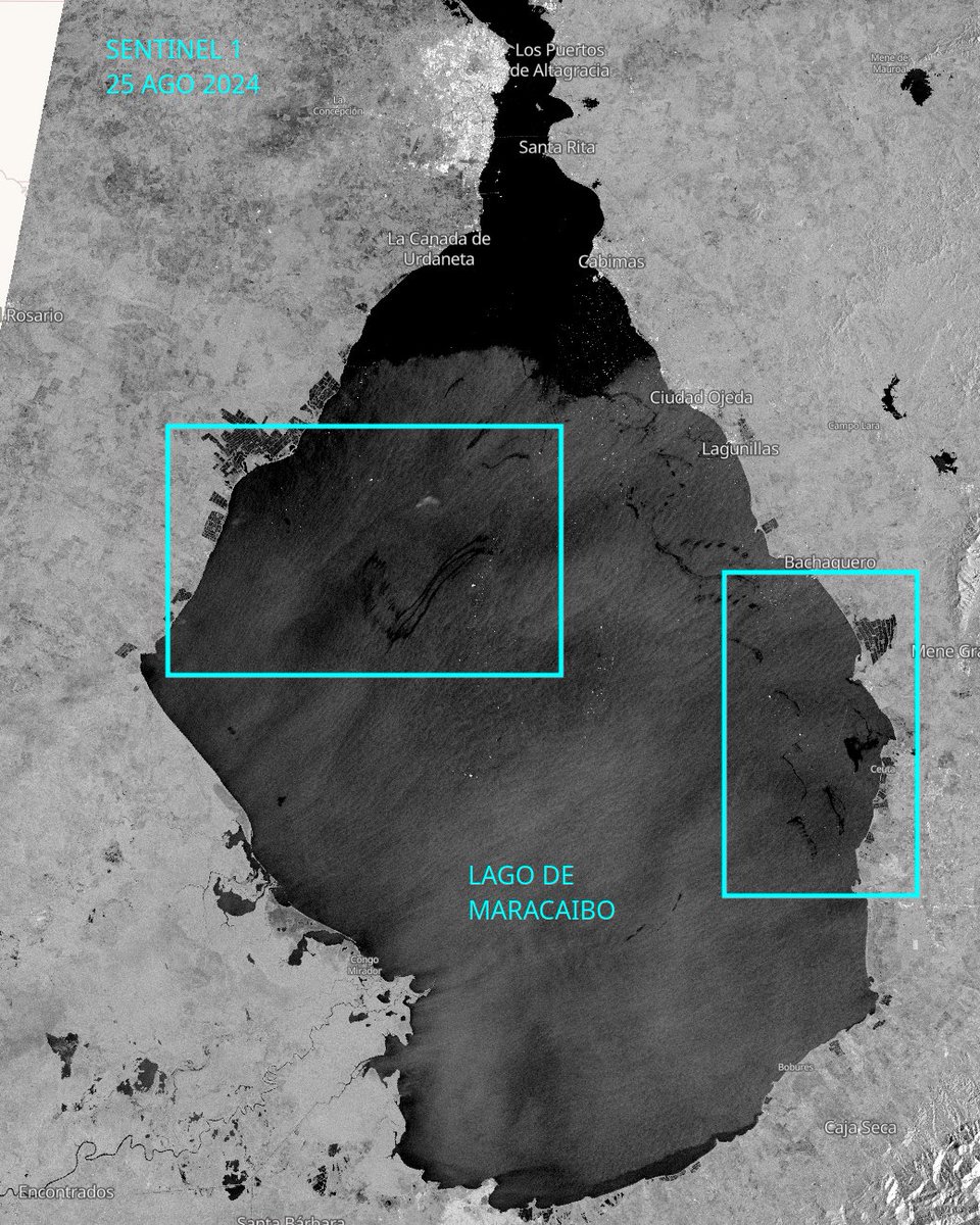 diodon histrix tweet media