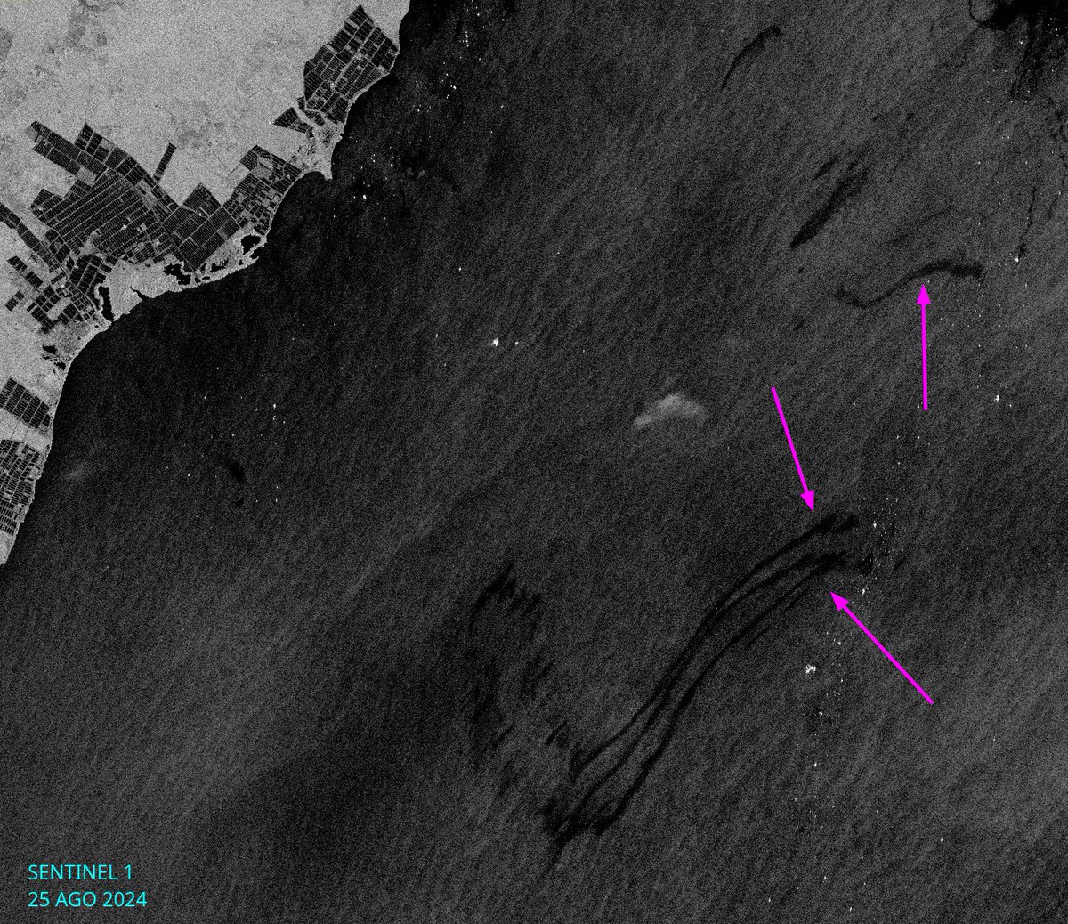 diodon histrix tweet media