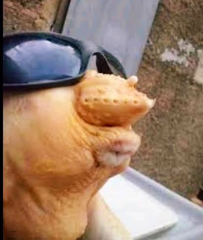 fustter's tweet photo. @AlfredoVazHer Jajaja Jajaja NmmS Jajaja TmmsT
#LaCasaDeLosFamososMx2
#LCDLFMX2
#TimeMar
👇👇 LA Jota levatando el ánimo de Gomita Ricardo bien perra https://t.co/tWtfpBp2Fq