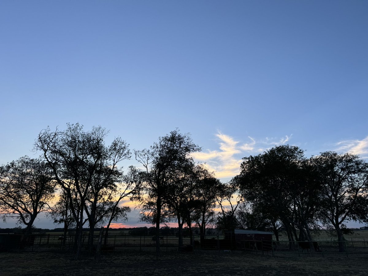 HeartOTXHeartMD's tweet photo. #JacksRidgeRanch , y’all !🥹🐂
Saying farewell, again, for now after another much too short visit.
#PoppyTweets
PS- not my cattle in this image. Confluence of South neighbors #Wagyu and North neighbors #Beefmaster https://t.co/kfpnV8bCSU