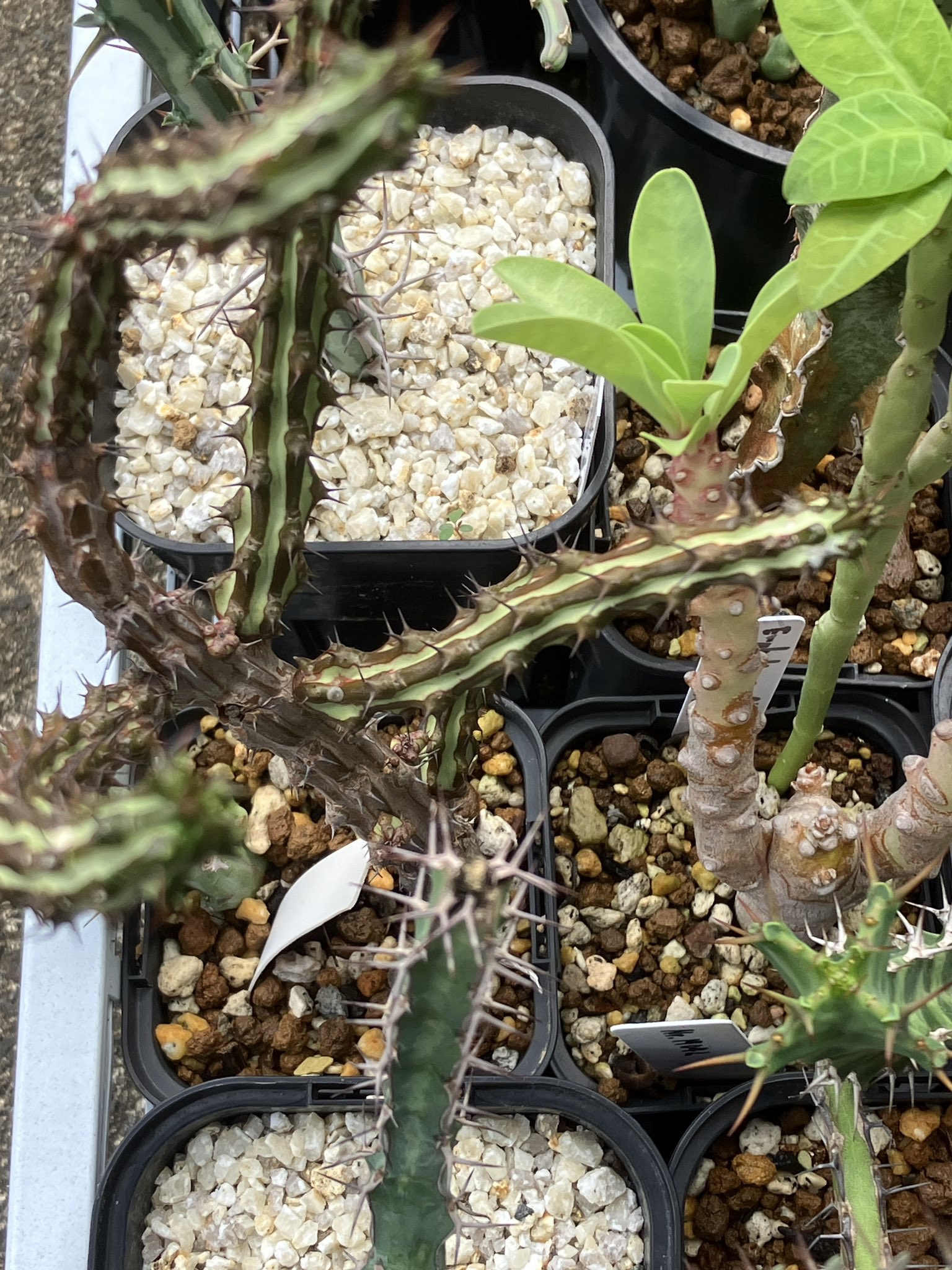 注目 錦 怪竜丸 ギムノカリキウム EMP 実生 CT88（Gymnocalycium 特選 ギター