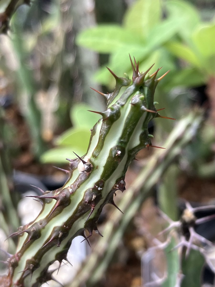 ぼびぃ tweet media