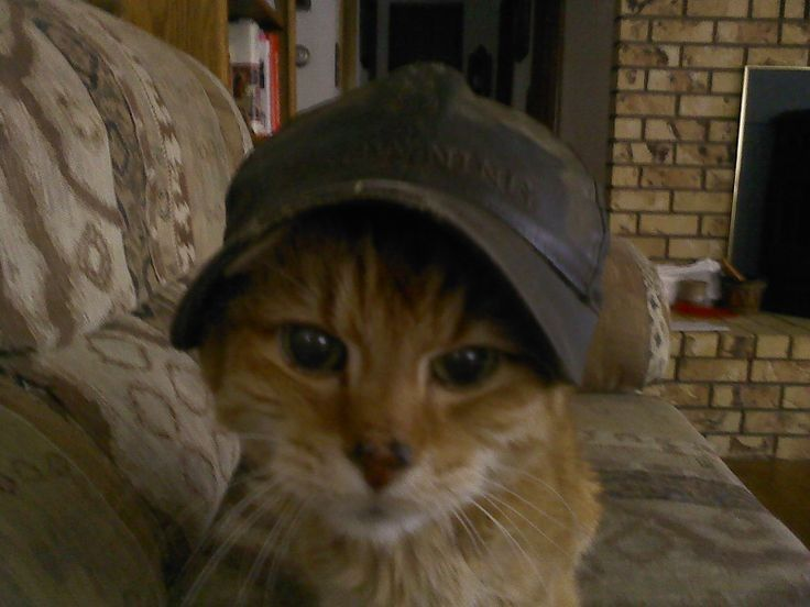 kittens4wallows's tweet photo. 🧢🧢 https://t.co/fTBHBsgObT