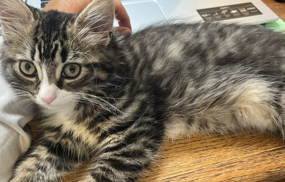 CharlieBadCat's tweet photo. @AmyTrask @MissyBBBobtail @CecilsTribe @TacoCat2012 @LorenzoTheCat We love you too @AmyTrask  Even the new floofy intruder. Her name is Claire to go along with Adso. IYKYK https://t.co/3TF4Co5Rcz