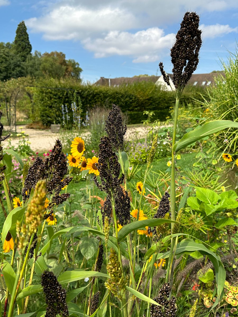 alaindelavie's tweet photo. Sorghum nigrum ‘Texas Black’ aux grandes panicules de graines noires #plante #été #annuelle @EcoleDuBreuil
https://t.co/FlwulzOfIZ https://t.co/95oDjH6rEh