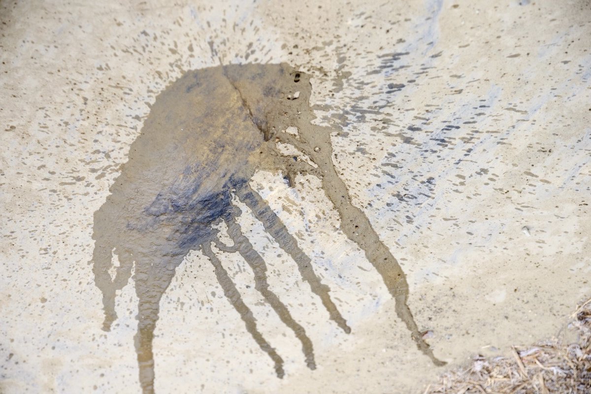 This is not a bug. A creative collaboration with nature: New post - The Lardner Report: thelardnerreport.com/an-unexpected-…