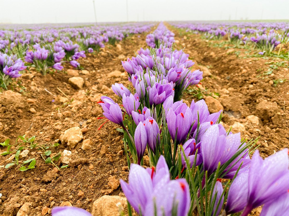 DOP Azafrán de La Mancha tweet media