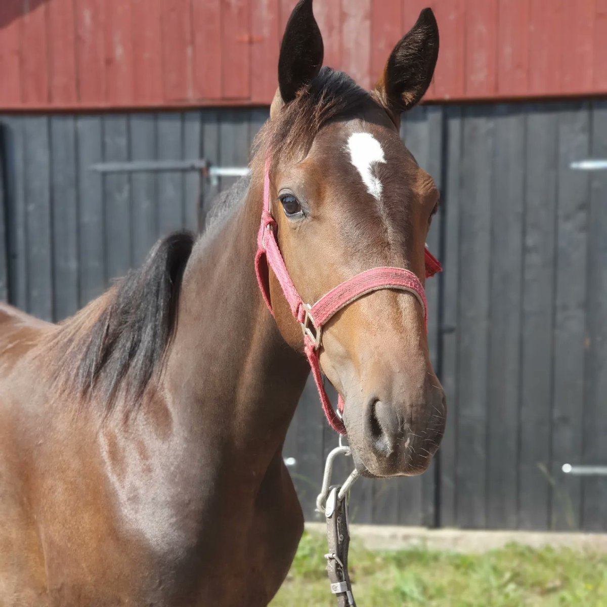 💥ANDELSHÄST💥
CAROLINE T.T. 
e Monark Newmen-Cemma T.T.
Uppdelad i 20 andelar varav en andel kostar endast 100 kronor 
Månadsavgift ca 800 kronor 
Administreras av Stall Ofcourse 
Tränas av Fredrik Persson 
🔴ERBJUDANDET GÄLLER SEPTEMBER UT🔴
#stallfredrikpersson #sto #andelar