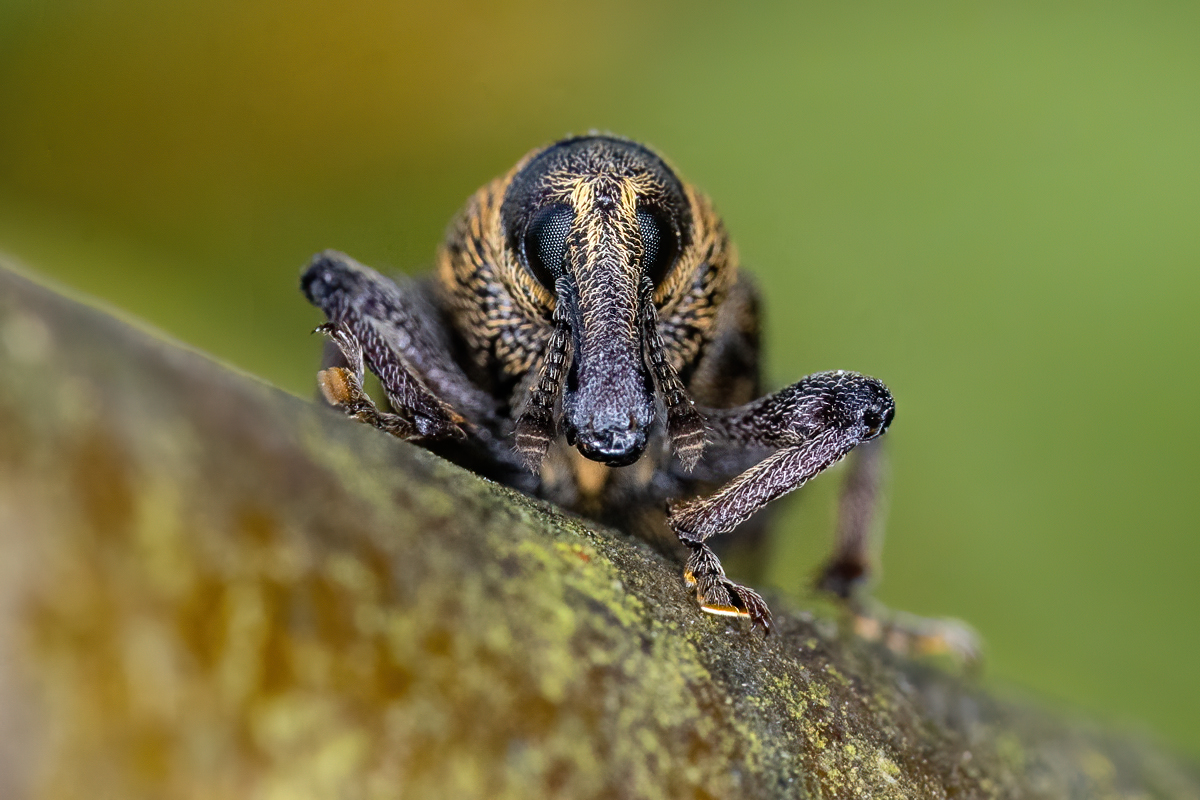 Dažiem seja tāda, ka tikai mamma to var mīlēt. Te priežu smecernieks, kurš sajaucis bumbieri ar priedi.