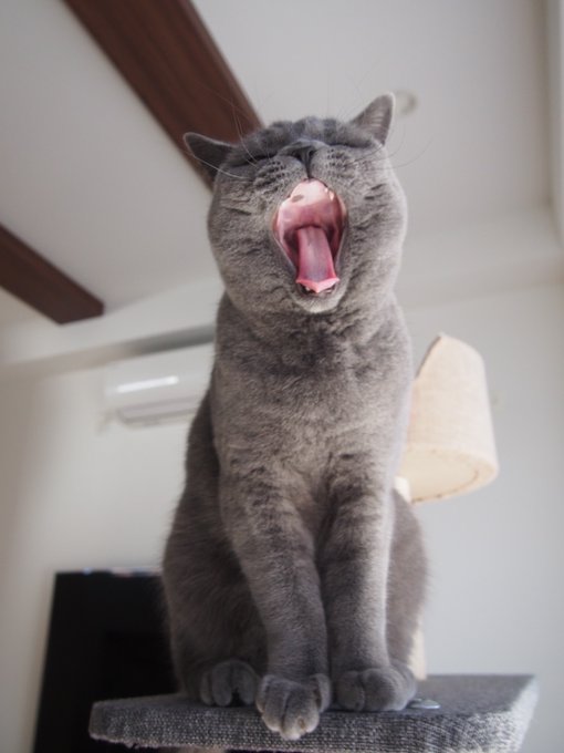 kuranoya_shop's tweet image. 🐱の健康メモ必要なの⁉️

猫の健康管理できる項目6選

1⃣体重を定期的に測定
2⃣食事量と飲水量を記録する
3⃣排便・排尿の回数、時間、状態を記録する
4⃣体調不良の症状や持続時間、頻度
5⃣普段と違う行動や習慣の変化を記録する
6⃣定期的な健康診断の結果や獣医師の指示を記録する
#猫の健康