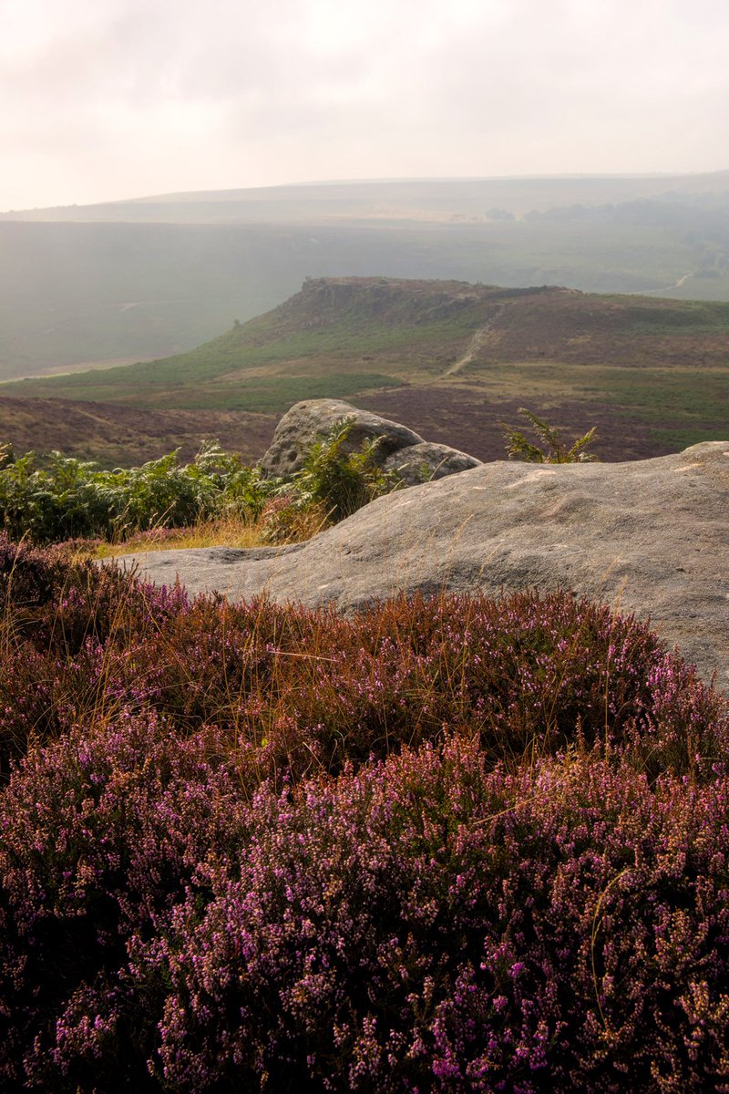 abdalla8338's tweet image. View from Higger Tor looking towards Carl Wark.
From yesterday lovely walk up to Higger Tor.

#HiggerTor #HiggerRocks #HeatherSeason #Peakdistrict