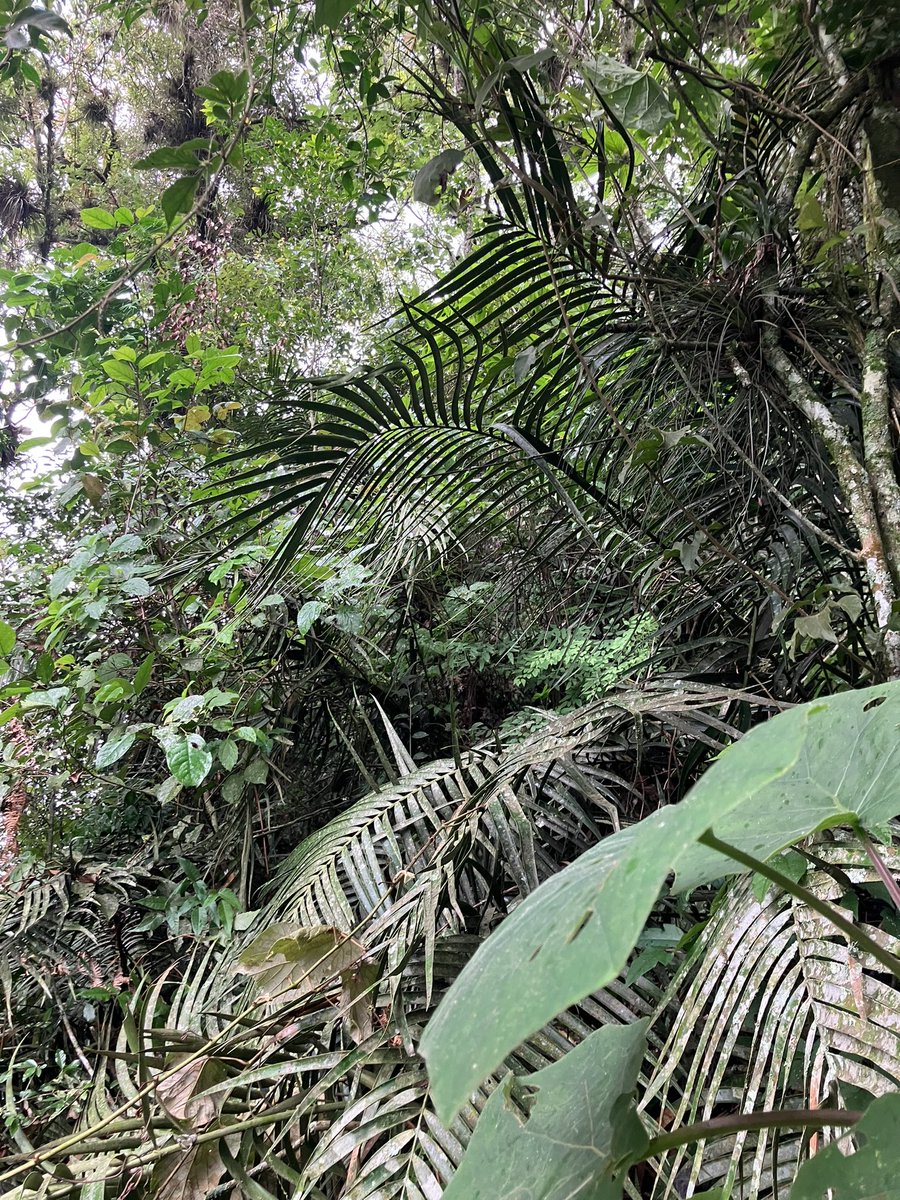 Ceratozamia tenuis is beautiful. This cycad species grows in cloud forest.

#cycads #zamiaceae