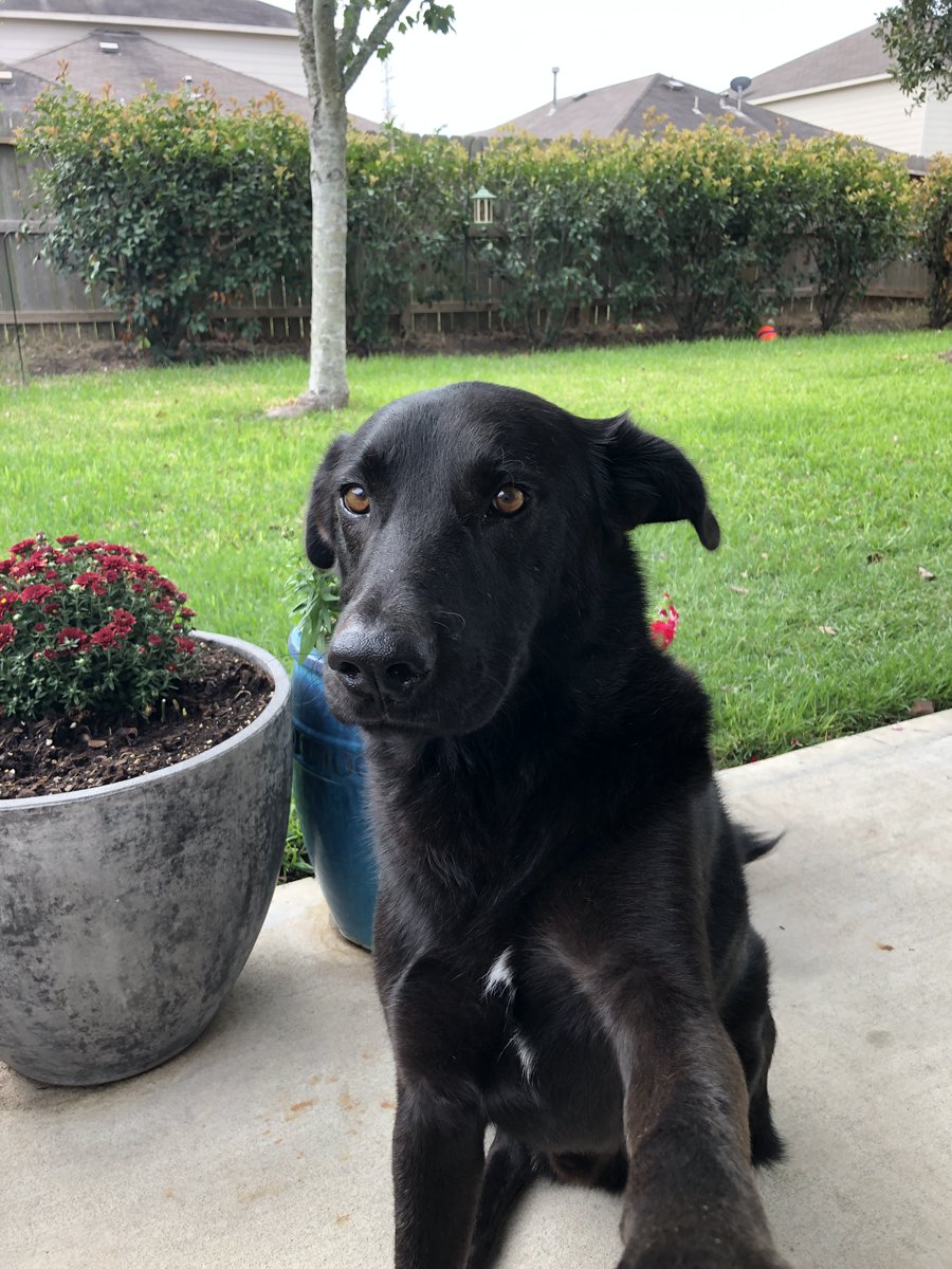 redraidertech's tweet photo. After watching Texas Tech Red Raiders Football get tied against Abilene Christian University and go into OT, but pulled out the win, my dog is here to tell me, it's going to be okay....I hope. #wreckemtech #redraiderfootball #texastechfootball #texastech https://t.co/EM2yLOHS6p