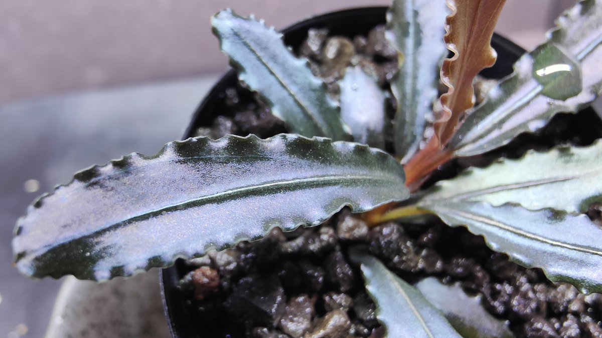 Bucephalandra sp. 