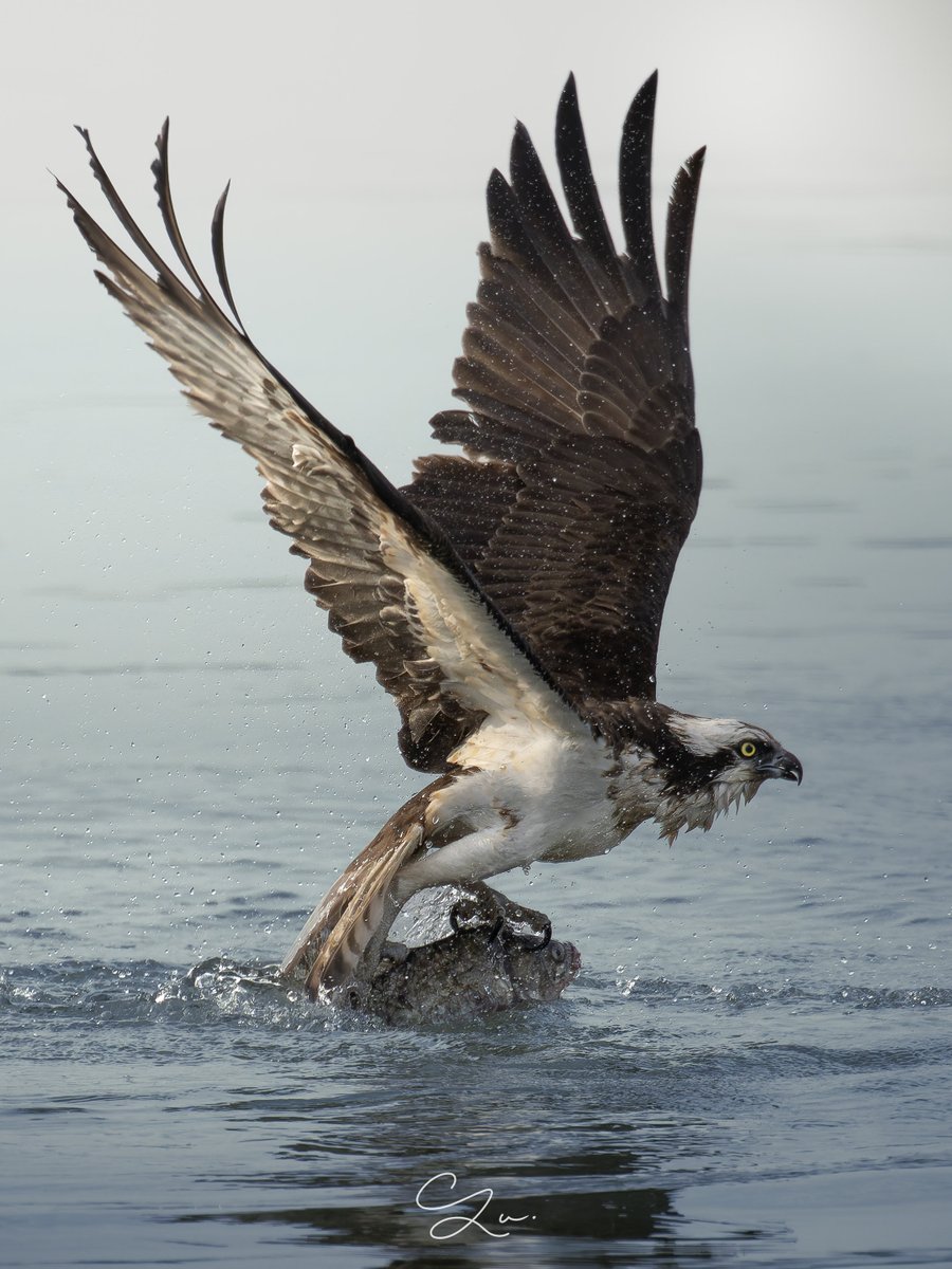 こんミサゴ〜🦅

背景処理に悩む今日この頃….

#ミサゴ #Osprey #野鳥撮影
#SONY #SonyAlpha #α1 #600GM
#これソニーで撮りました #4k