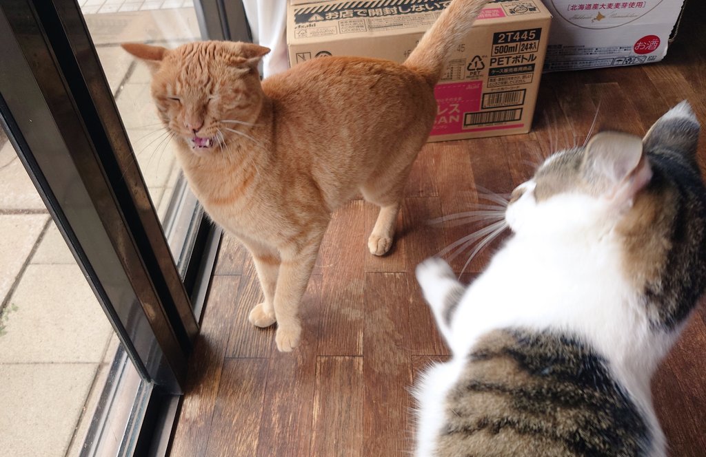 cat_56chan's tweet photo. 突然うちゃにぶっ叩かれてﾎｹﾞｪとなっているとらの兄貴です https://t.co/d8x0lBsIrk