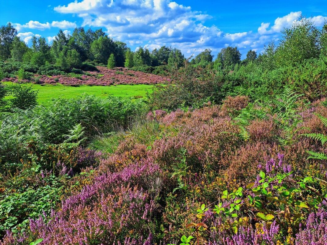 sdnpa's tweet image. September. 

Let&apos;s go!

📷 Jeff Travis
📍 Chapel Common

#SouthDowns #HelpTheHeaths #September