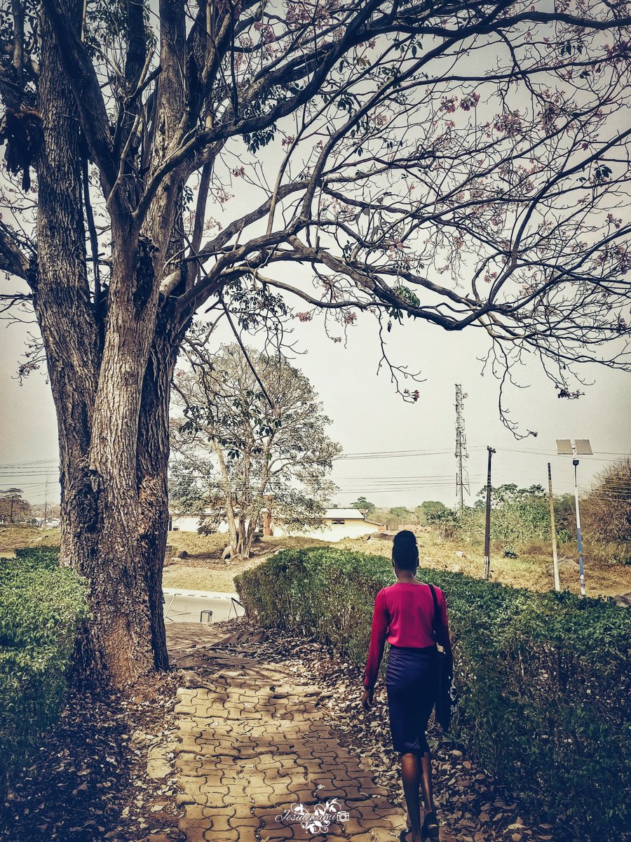 jesulewami15's tweet photo. Day 22 of 30days Nature photography challenge 
#30daynaturephotographywith @TECNOMobileNG 

Nature photograph of the day 
Shot on: Techno camon 18i
Editing tools: Lightroom,Snapseed, pixellab 

#Jesulewamiphotography
#NaturePhotography 
#creativephotography 
#IamChristambassador https://t.co/Qo7fXj5kMd