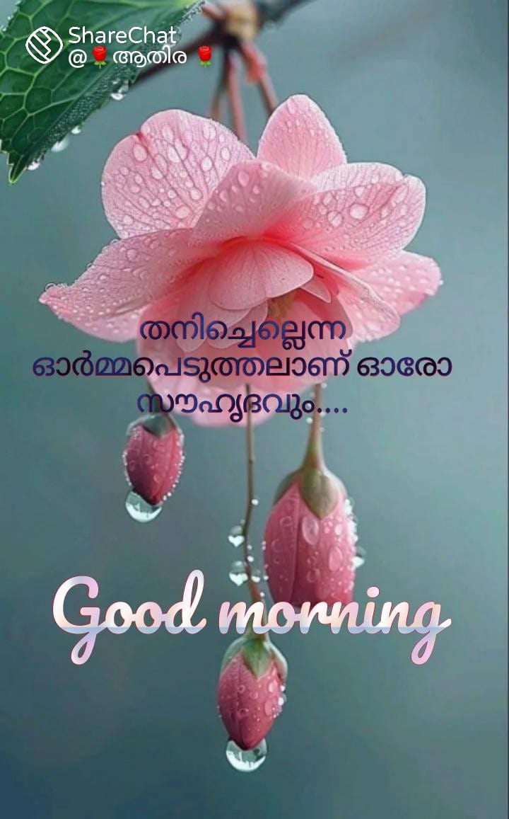 ശുഭദിനം കൂട്ടുകാരെ.. ❤️